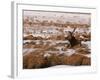 Elk at Jackson Hole, National Elk Refuge, Wyoming, USA-Dee Ann Pederson-Framed Photographic Print