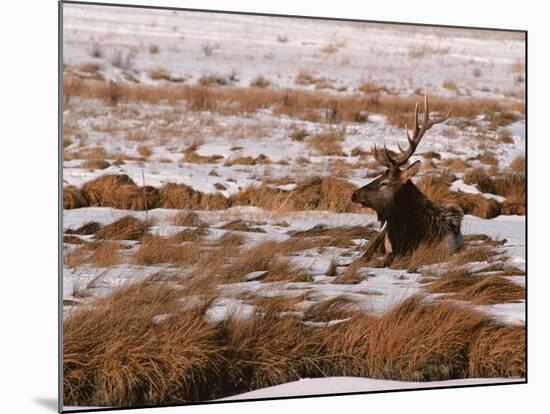 Elk at Jackson Hole, National Elk Refuge, Wyoming, USA-Dee Ann Pederson-Mounted Photographic Print