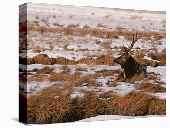 Elk at Jackson Hole, National Elk Refuge, Wyoming, USA-Dee Ann Pederson-Stretched Canvas