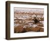 Elk at Jackson Hole, National Elk Refuge, Wyoming, USA-Dee Ann Pederson-Framed Photographic Print