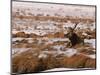 Elk at Jackson Hole, National Elk Refuge, Wyoming, USA-Dee Ann Pederson-Mounted Photographic Print