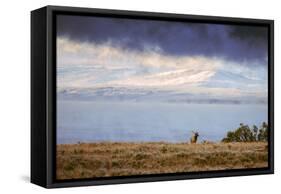 Elk at The Continental Divide, Yellowstone Lake, Wyoming-Vincent James-Framed Stretched Canvas