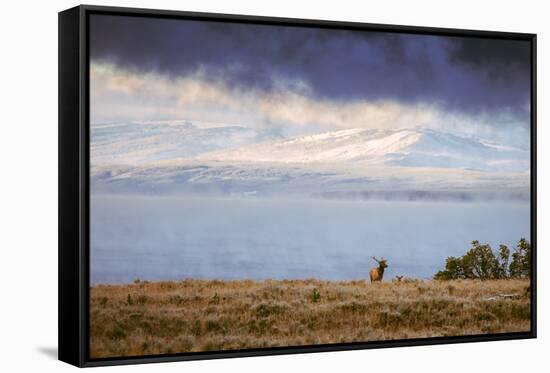 Elk at The Continental Divide, Yellowstone Lake, Wyoming-Vincent James-Framed Stretched Canvas