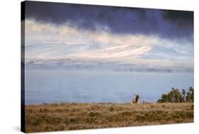 Elk at The Continental Divide, Yellowstone Lake, Wyoming-Vincent James-Stretched Canvas