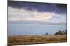 Elk at The Continental Divide, Yellowstone Lake, Wyoming-Vincent James-Mounted Photographic Print