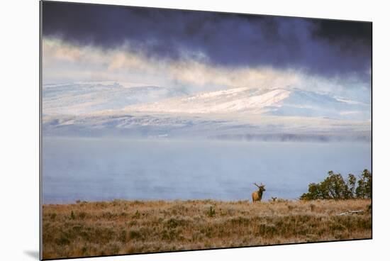 Elk at The Continental Divide, Yellowstone Lake, Wyoming-Vincent James-Mounted Photographic Print