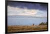 Elk at The Continental Divide, Yellowstone Lake, Wyoming-Vincent James-Framed Photographic Print