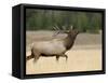 Elk, Bull Bugling in Rut, Yellowstone National Park, Wyoming, USA-Rolf Nussbaumer-Framed Stretched Canvas