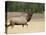 Elk, Bull Bugling in Rut, Yellowstone National Park, Wyoming, USA-Rolf Nussbaumer-Stretched Canvas