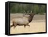 Elk, Bull Bugling in Rut, Yellowstone National Park, Wyoming, USA-Rolf Nussbaumer-Framed Stretched Canvas