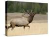 Elk, Bull Bugling in Rut, Yellowstone National Park, Wyoming, USA-Rolf Nussbaumer-Stretched Canvas