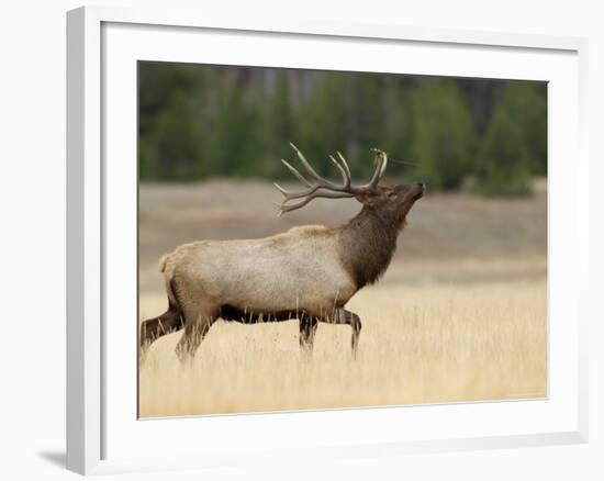 Elk, Bull Bugling in Rut, Yellowstone National Park, Wyoming, USA-Rolf Nussbaumer-Framed Photographic Print