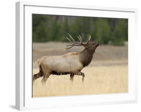 Elk, Bull Bugling in Rut, Yellowstone National Park, Wyoming, USA-Rolf Nussbaumer-Framed Photographic Print