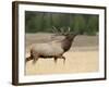 Elk, Bull Bugling in Rut, Yellowstone National Park, Wyoming, USA-Rolf Nussbaumer-Framed Photographic Print