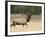 Elk, Bull Bugling in Rut, Yellowstone National Park, Wyoming, USA-Rolf Nussbaumer-Framed Photographic Print