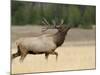 Elk, Bull Bugling in Rut, Yellowstone National Park, Wyoming, USA-Rolf Nussbaumer-Mounted Photographic Print