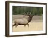 Elk, Bull Bugling in Rut, Yellowstone National Park, Wyoming, USA-Rolf Nussbaumer-Framed Photographic Print