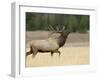 Elk, Bull Bugling in Rut, Yellowstone National Park, Wyoming, USA-Rolf Nussbaumer-Framed Photographic Print