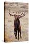 Elk bull herding harem and bugling.-Larry Ditto-Stretched Canvas