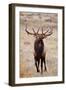 Elk bull herding harem and bugling.-Larry Ditto-Framed Photographic Print