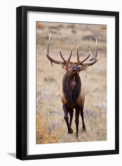 Elk bull herding harem and bugling.-Larry Ditto-Framed Photographic Print