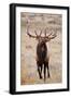 Elk bull herding harem and bugling.-Larry Ditto-Framed Photographic Print
