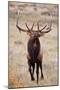 Elk bull herding harem and bugling.-Larry Ditto-Mounted Photographic Print