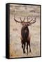 Elk bull herding harem and bugling.-Larry Ditto-Framed Stretched Canvas