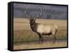 Elk Bull in Meadow, Yellowstone National Park, Wyoming, USA-Jamie & Judy Wild-Framed Stretched Canvas