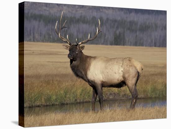 Elk Bull in Meadow, Yellowstone National Park, Wyoming, USA-Jamie & Judy Wild-Stretched Canvas