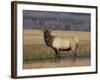 Elk Bull in Meadow, Yellowstone National Park, Wyoming, USA-Jamie & Judy Wild-Framed Photographic Print