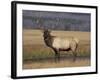 Elk Bull in Meadow, Yellowstone National Park, Wyoming, USA-Jamie & Judy Wild-Framed Photographic Print