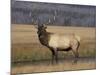 Elk Bull in Meadow, Yellowstone National Park, Wyoming, USA-Jamie & Judy Wild-Mounted Photographic Print