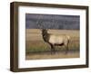 Elk Bull in Meadow, Yellowstone National Park, Wyoming, USA-Jamie & Judy Wild-Framed Photographic Print