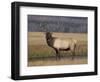 Elk Bull in Meadow, Yellowstone National Park, Wyoming, USA-Jamie & Judy Wild-Framed Photographic Print