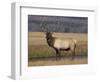 Elk Bull in Meadow, Yellowstone National Park, Wyoming, USA-Jamie & Judy Wild-Framed Photographic Print