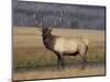 Elk Bull in Meadow, Yellowstone National Park, Wyoming, USA-Jamie & Judy Wild-Mounted Photographic Print