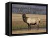 Elk Bull in Meadow, Yellowstone National Park, Wyoming, USA-Jamie & Judy Wild-Framed Stretched Canvas