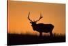 Elk Bull Silhouetted at Sunset, Montana-Richard and Susan Day-Stretched Canvas