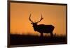 Elk Bull Silhouetted at Sunset, Montana-Richard and Susan Day-Framed Photographic Print