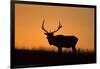 Elk Bull Silhouetted at Sunset, Montana-Richard and Susan Day-Framed Photographic Print