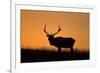 Elk Bull Silhouetted at Sunset, Montana-Richard and Susan Day-Framed Photographic Print