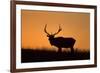 Elk Bull Silhouetted at Sunset, Montana-Richard and Susan Day-Framed Photographic Print