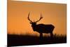 Elk Bull Silhouetted at Sunset, Montana-Richard and Susan Day-Mounted Photographic Print