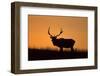 Elk Bull Silhouetted at Sunset, Montana-Richard and Susan Day-Framed Photographic Print