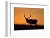 Elk Bull Silhouetted at Sunset, Montana-Richard and Susan Day-Framed Photographic Print