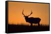 Elk Bull Silhouetted at Sunset, Montana-Richard and Susan Day-Framed Stretched Canvas