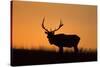 Elk Bull Silhouetted at Sunset, Montana-Richard and Susan Day-Stretched Canvas