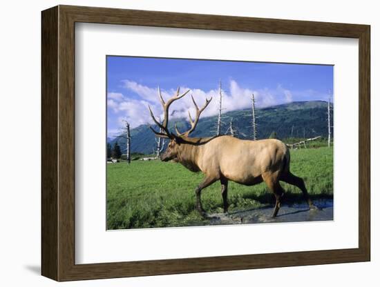 Elk Bull Walks Through a Stream in a Grassy Meadow, Portage, Alaska-Angel Wynn-Framed Photographic Print