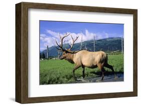 Elk Bull Walks Through a Stream in a Grassy Meadow, Portage, Alaska-Angel Wynn-Framed Photographic Print